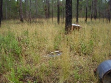 lgg habitat