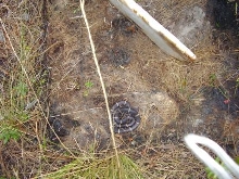 lgg in situ