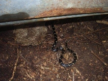 lgg under tin