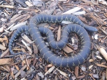 getula m