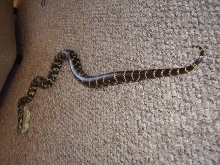 Pinellas male (second photo)