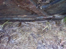 mole under hood