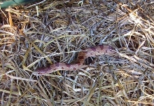 catawba county mole king