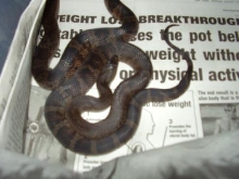 escambia co black pine