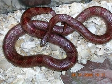 red mole 06