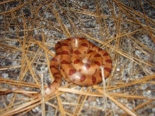 red mole king