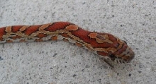 sandhills male