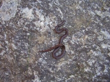 worm snake