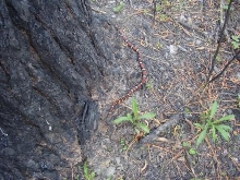 sk by tree