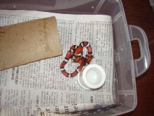 yearling elapsoides eating worm snake