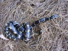 Cleveland Co NC L. getula