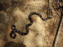 Cleveland Co NC male L. getula