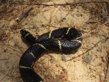 Cleveland Co NC male2