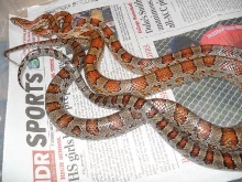 corns s mtns breeding 1