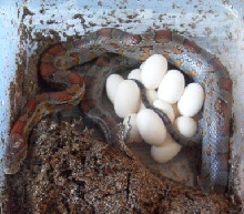 S. Mtns corn w eggs