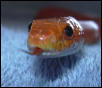 bloodred corn