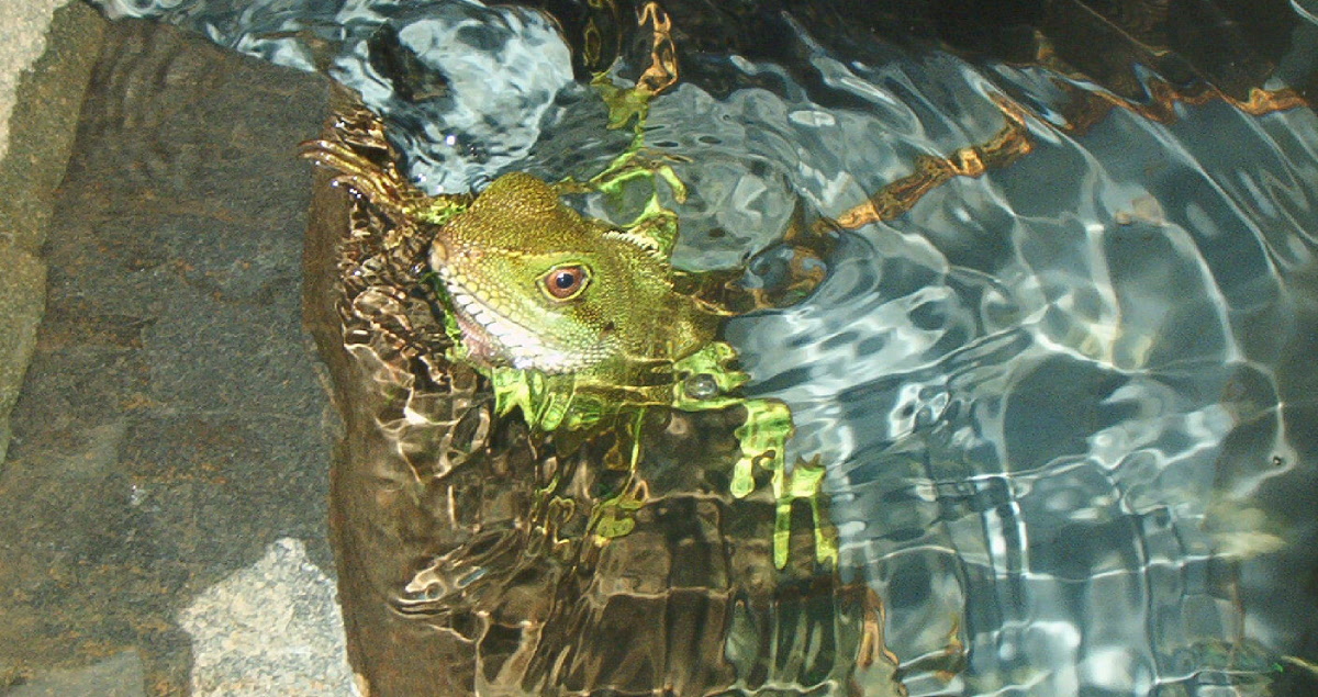 Toes takin a dip