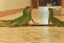 double vision