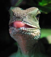 Indica sticking her tounge out at me