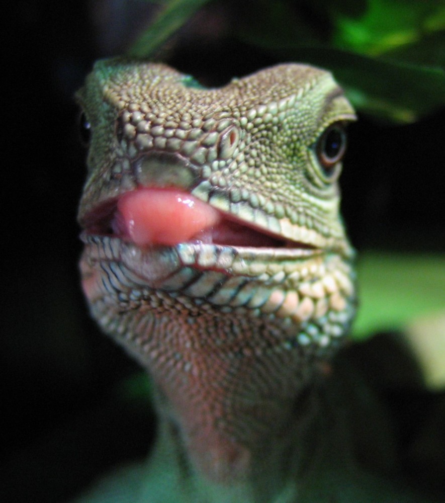 Indica sticking her tounge out at me
