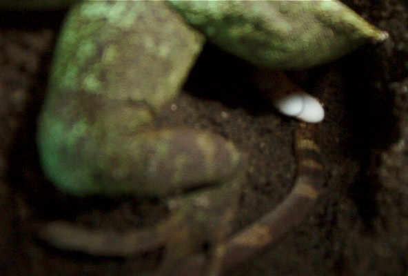 Indica laying a clutch
