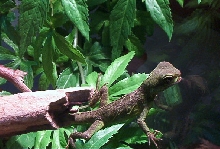 Indica about 2 years ago
