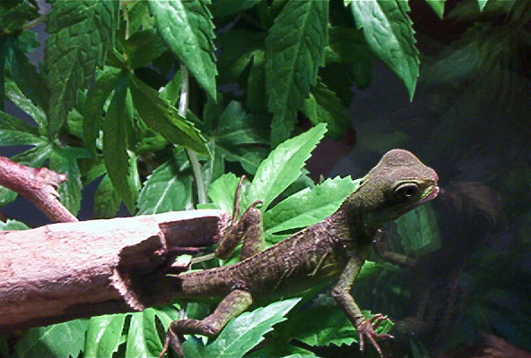 Indica about 2 years ago