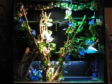 Water Dragon Viv updated