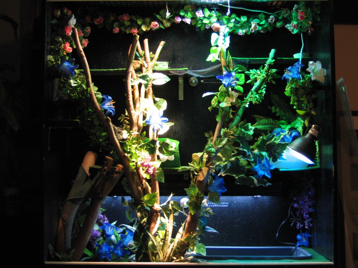 Water Dragon Viv updated