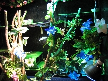 another view of the viv