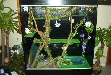 new viv