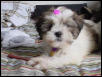 Abby's first barrette