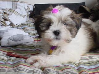 Abby's first barrette