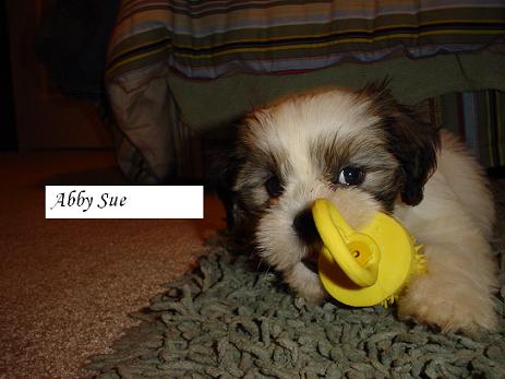 Abby Sue