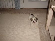 Barking and playing