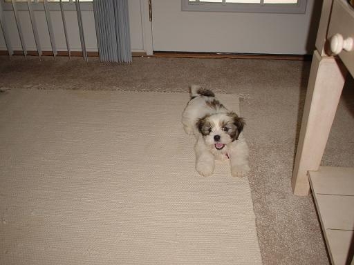 Barking and playing