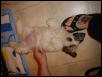 Abby's belly