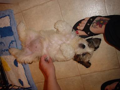 Abby's belly