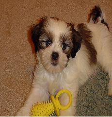 Abby and her favorite toy