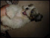 Playful Abby
