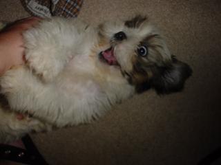 Playful Abby
