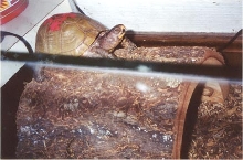 Josie on top of her house