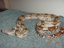 diablo (little devil)