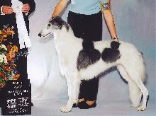 Chasm does well at the Borzoi nationals