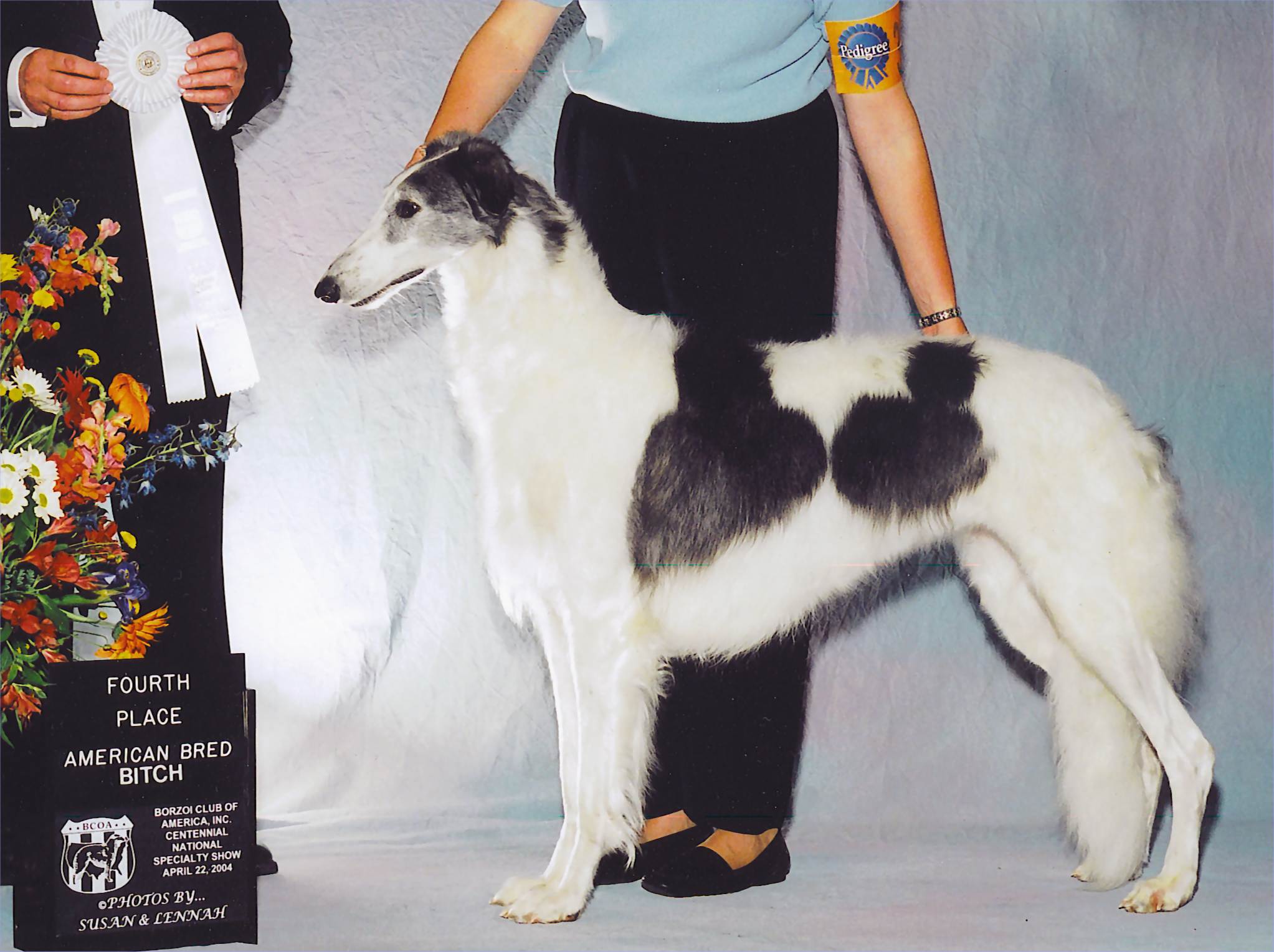 Chasm does well at the Borzoi nationals