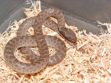Sonoran Night Snake Female