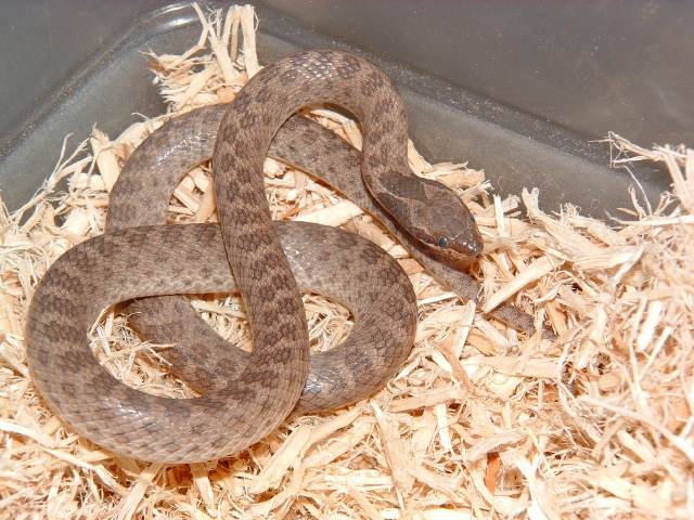 Sonoran Night Snake Female