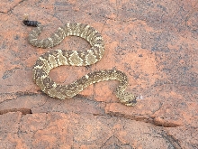 Crotalus molossus molossus