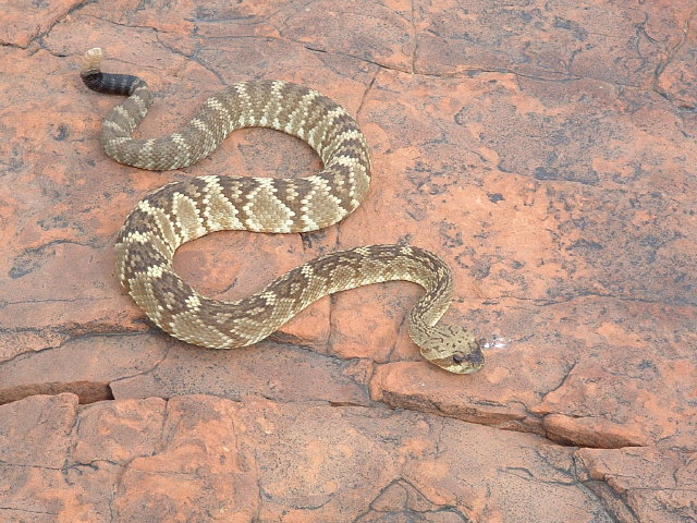 Crotalus molossus molossus