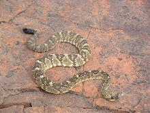 Crotalus molossus molossus